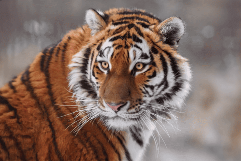 "effect_scene": "squish"